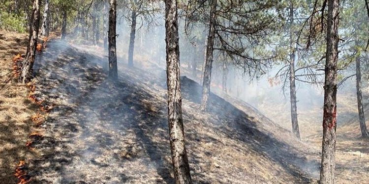 Kastamonu’da orman yangını