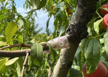 Bursa’da kopardığı şeftali için ağaca para bağladı