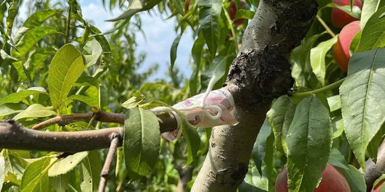 Bursa’da kopardığı şeftali için ağaca para bağladı