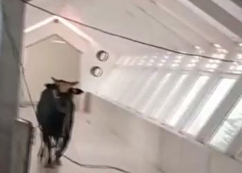 İsrail’de öfkeli boğa bankaya girdi