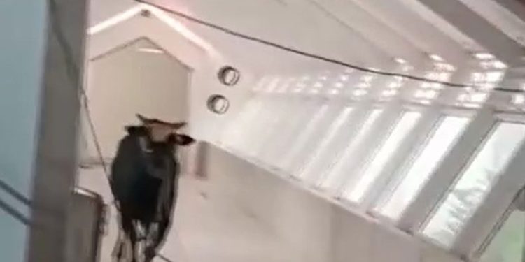 İsrail’de öfkeli boğa bankaya girdi