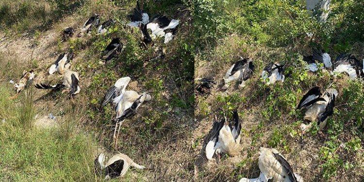 Göç yolunda yüzlerce leylek öldü
