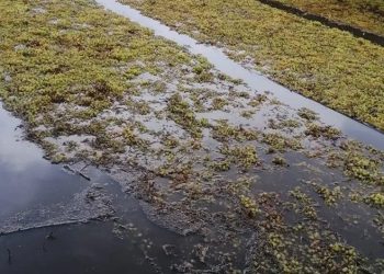 Manisa’da üzüm sergileri su altında kaldı