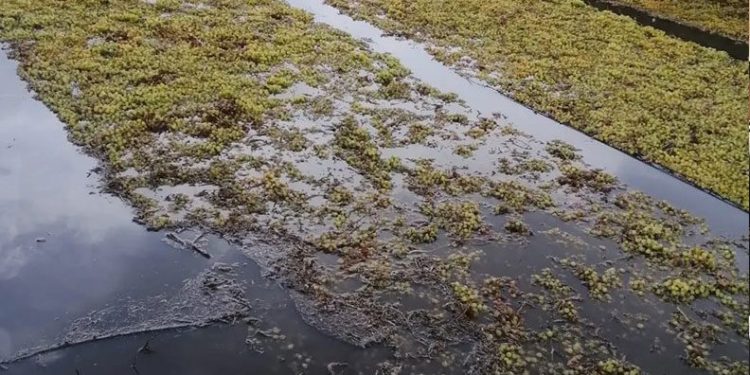 Manisa’da üzüm sergileri su altında kaldı