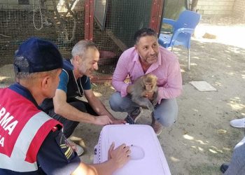 2 yaşındaki çocuğu maymun ısırdı