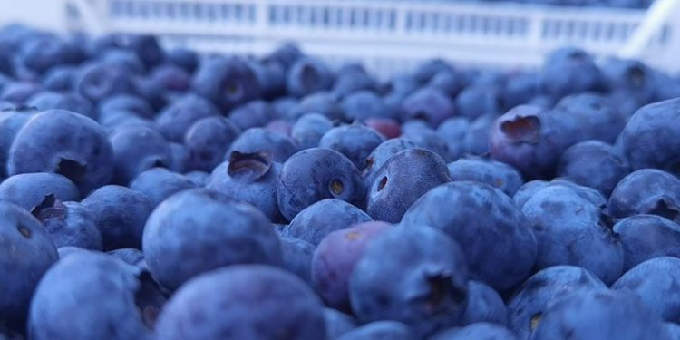 Bursa’dan Hong Kong’a yaban mersini ihracatı