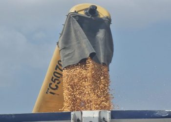 Çukurova’da mısır hasadı başladı