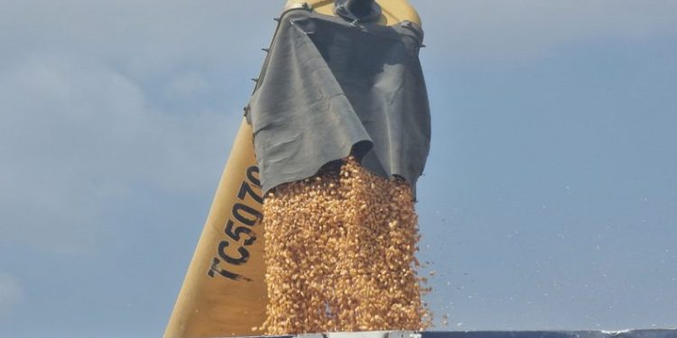 Çukurova’da mısır hasadı başladı