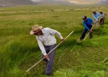 Iğdır’da ot biçme senfonisi