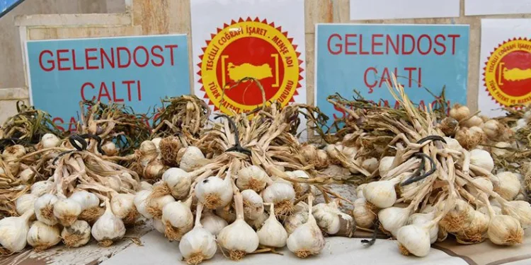 Çaltı sarımsağına coğrafi işaret