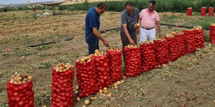 Çorum’da soğan üretimi arttı