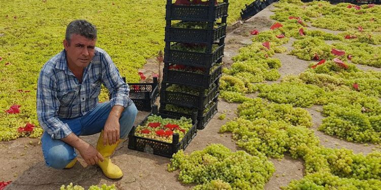 Üzüm üreticisi dolandırılmaktan son anda kurtuldu
