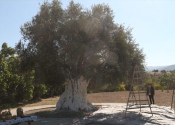 1300 yıllık zeytin ağacı 250 kilo ürün verdi