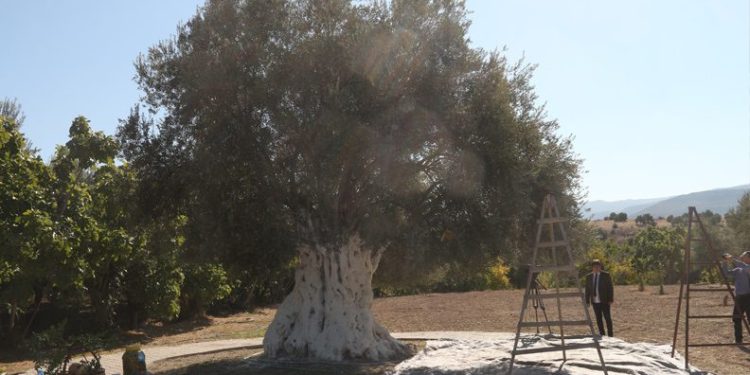 1300 yıllık zeytin ağacı 250 kilo ürün verdi