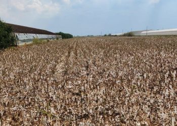 Toplanmayı bekleyen pamuğu dolu vurdu