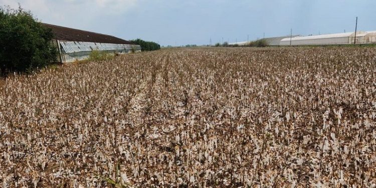 Toplanmayı bekleyen pamuğu dolu vurdu