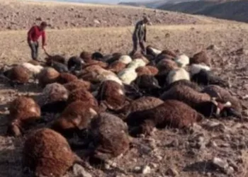 Iğdır’da yıldırım isabet eden koyunlar telef oldu