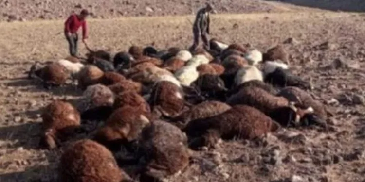 Iğdır’da yıldırım isabet eden koyunlar telef oldu