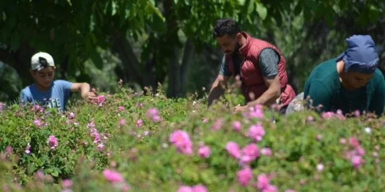 Isparta’da gül çiçeği taban fiyatı belli oldu