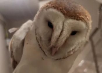 Bursa’da merdiven boşluğuna düşen baykuşu kurtardı