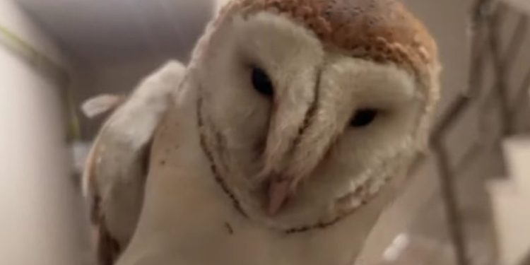 Bursa’da merdiven boşluğuna düşen baykuşu kurtardı