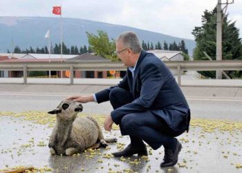Bursa’da TIR çarpan koyun tedavi altına alındı