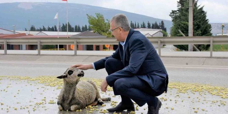Bursa’da TIR çarpan koyun tedavi altına alındı