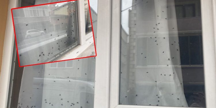 Camdaki sinekleri görenler evde ceset var sandı