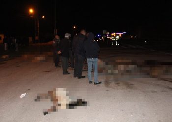 Amasya’da otomobillerin çarptığı koyunlar telef oldu