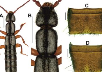 Edirne’de yeni böcek türü keşfedildi