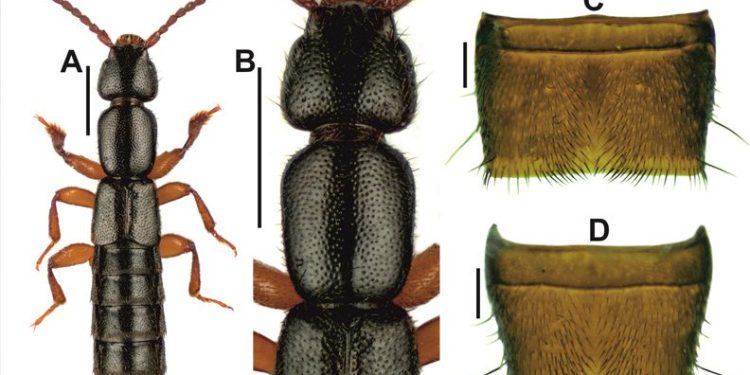 Edirne’de yeni böcek türü keşfedildi