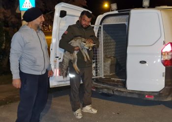 Bursa’da yaralı bulunan tilkiye tedaviye alındı