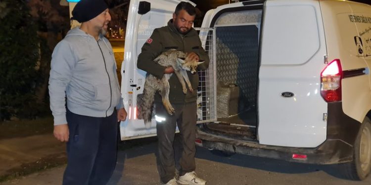 Bursa’da yaralı bulunan tilkiye tedaviye alındı