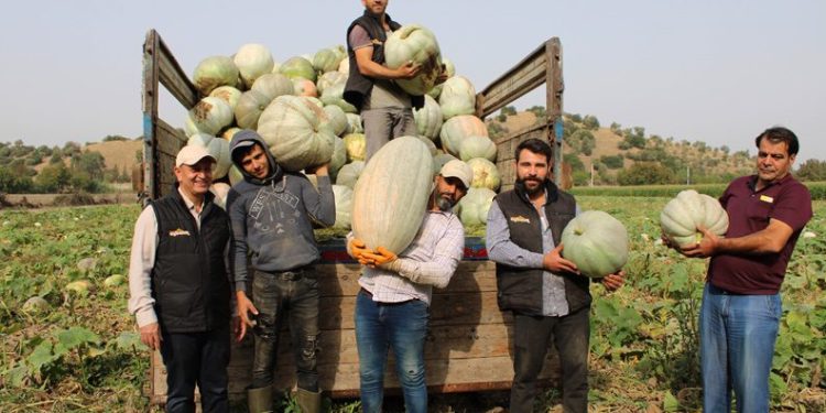 Bal kabağının tarladan sofraya yolculuğu başladı