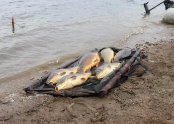 Bolu’da balık ölümlerine soruşturma