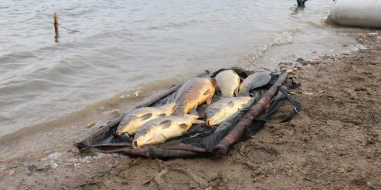 Bolu’da balık ölümlerine soruşturma