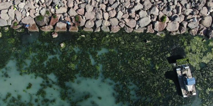 İzmir Körfezi’nde deniz marulu istilası