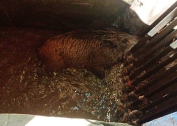 Arıtma tesisine düşen domuz kurtarıldı