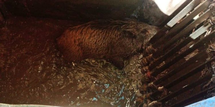 Arıtma tesisine düşen domuz kurtarıldı