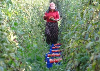 Tokat’ta domates üreticisinin yüzü güldü