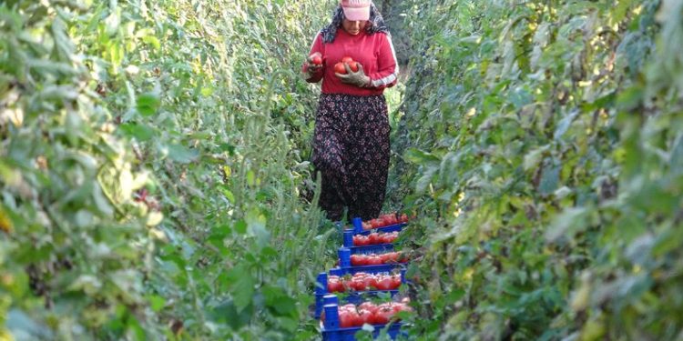 Tokat’ta domates üreticisinin yüzü güldü