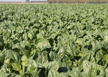 Bursa’da tarlada 4 lira olan ıspanak pazarda 15 lira