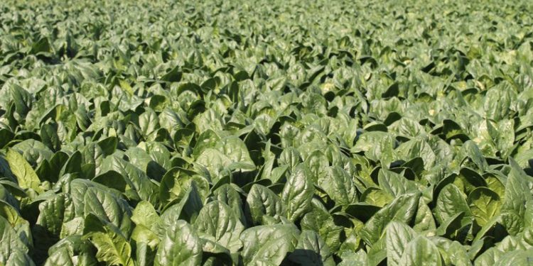 Bursa’da tarlada 4 lira olan ıspanak pazarda 15 lira