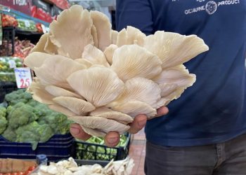 İstiridye mantarı ilgi odağı oldu