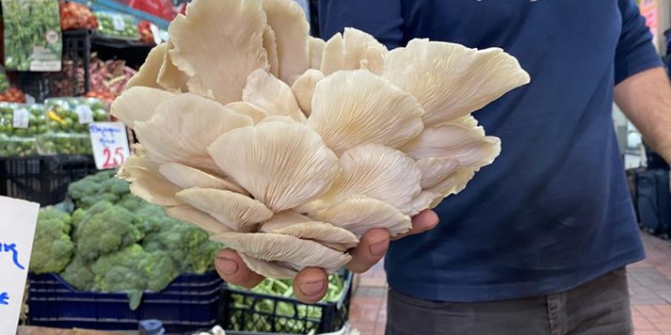 İstiridye mantarı ilgi odağı oldu