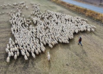 Anadolu’nun koyun ihtiyacı Sivas’tan karşılanıyor