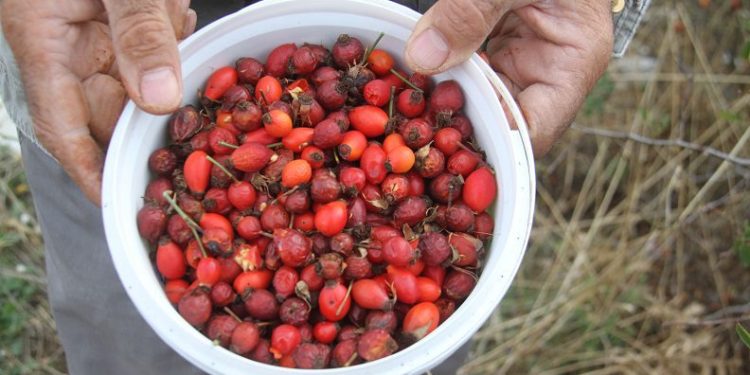Konya’da kuşburnu toplama mesaisi