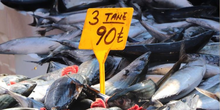 Tezgahlarda palamut bolluğu yaşanıyor