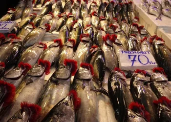 Fırtına palamut fiyatlarını ikiye katladı