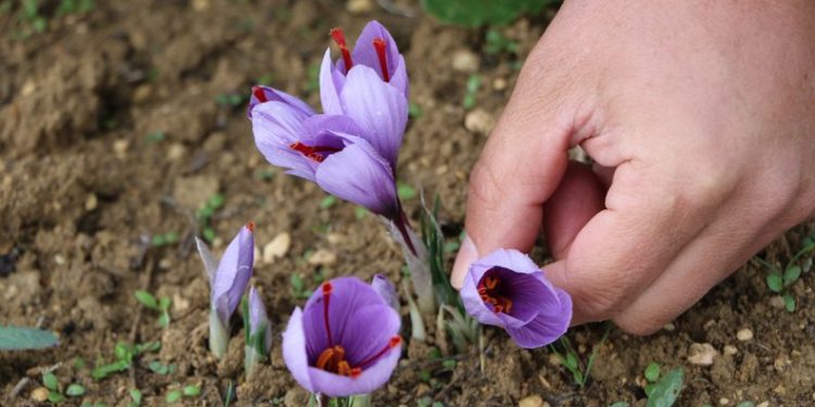 Hasat başladı! Kilosu 100 bin TL’den satılıyor